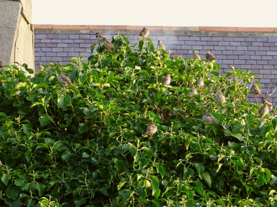 SPOT THE SPARROW