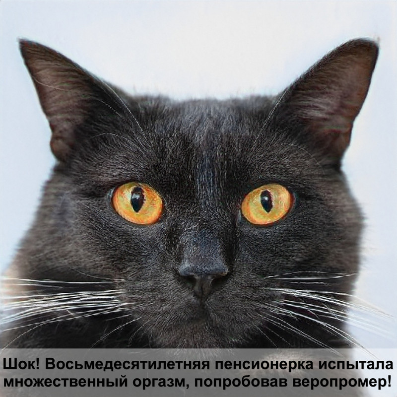 шотландская кошка окрас серебро