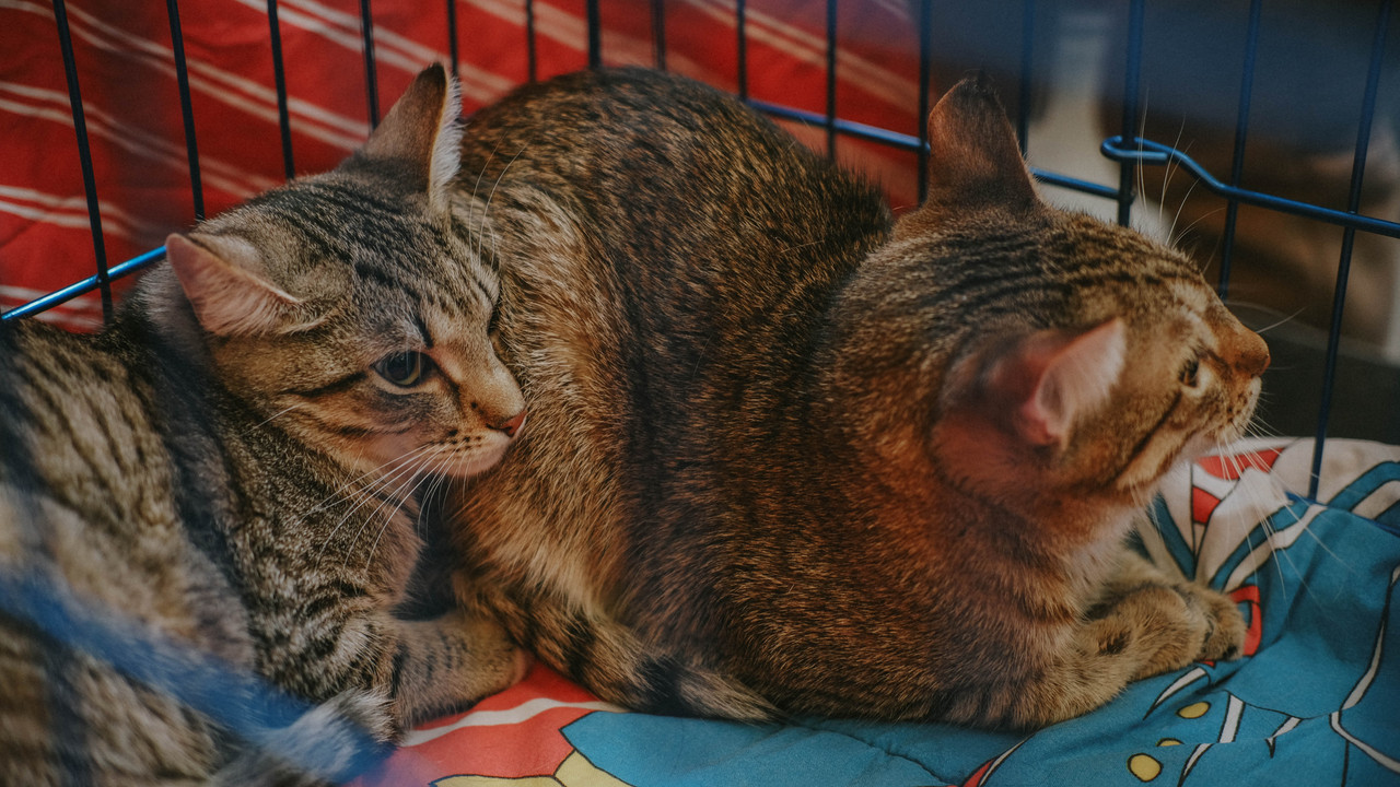 FED3391C-A05C-4DE0-BB39-B425FFBCAFA0