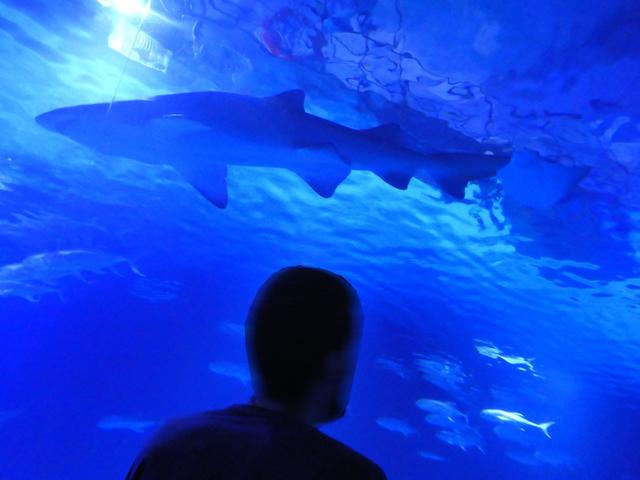 VALENCIA en un fin de semana - Blogs of Spain - Sábado 30/12: Llegada a Valencia y visita al Oceanogràfic (24)