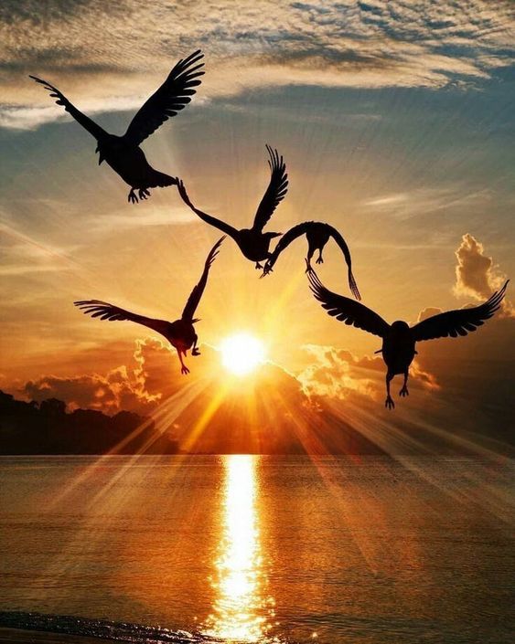 orangesunsetbirds.jpg