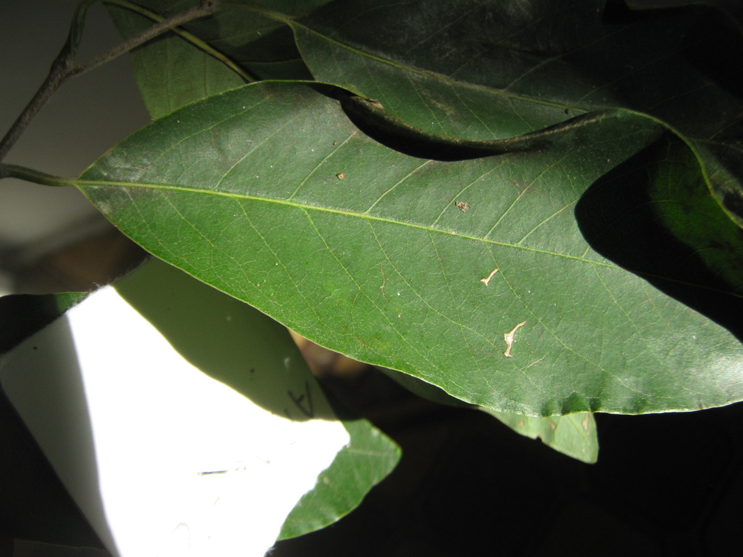 arachichu_fruit__--rollinia_ID_20150622T153906.j