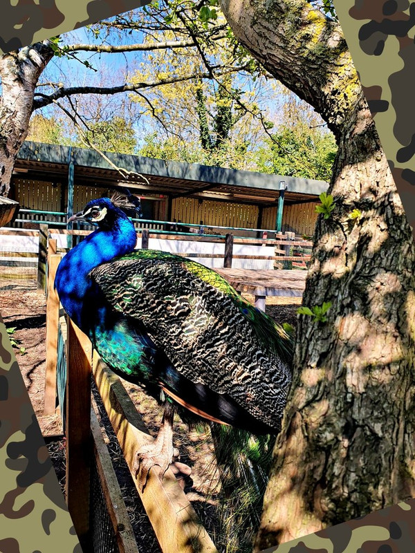 peacock-camo-spain.jpg