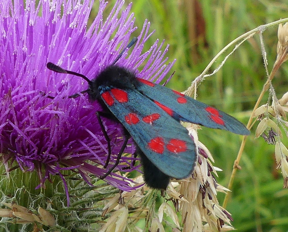 SIX SPOT BURNET MOTH 6 160724