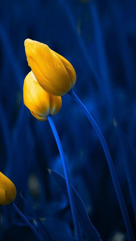 yellowtulips.jpg