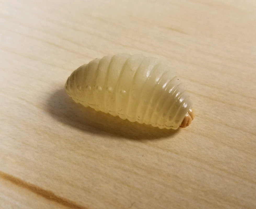 Life Cycle of a Hornet (Epoch) 20190730-194013