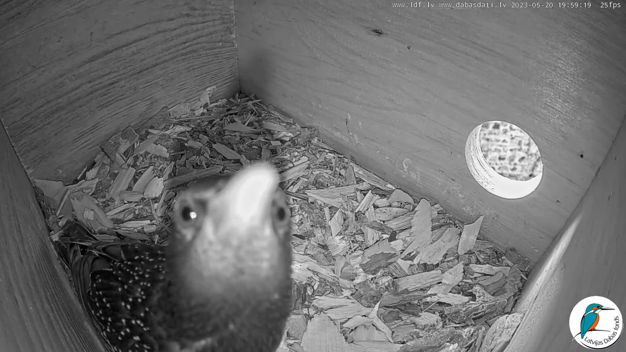 Svīre (Apus apus) Cēsu pils - LDF tiešraide _ Skreja 9-49-28 screenshot