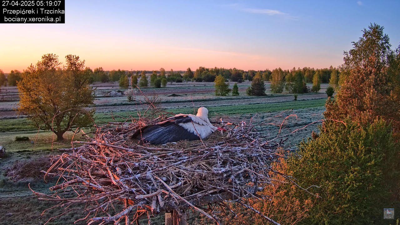 27042025bociany2