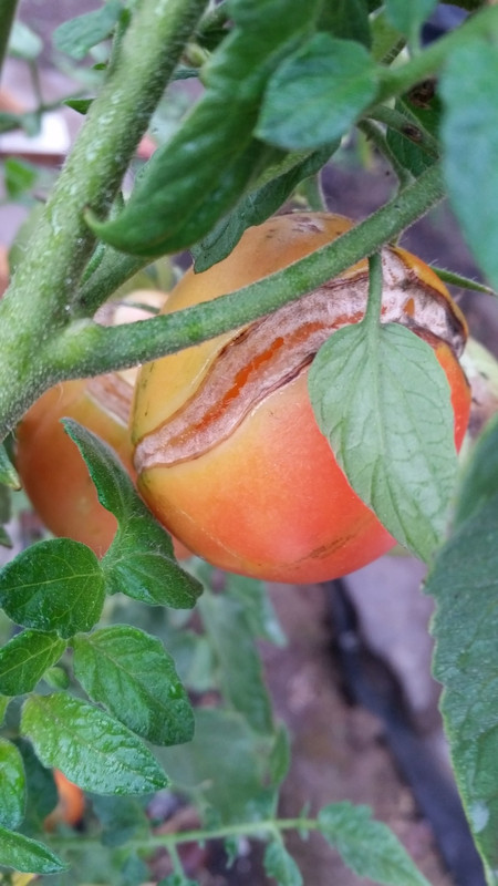 [Image: 20181026-124213.jpg]