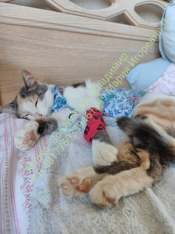 ZXvwbF5bzPs-apJGQfV0Zf5cWukDqmeNBW63D_Ais6Qu9kX-K5GuuOGROVVjuT_30uJFFrug-tDCVVlKeifzPPC9