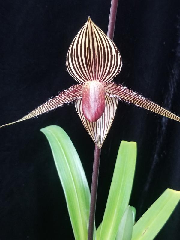 Paph rothschildianum | Slippertalk Orchid Forum