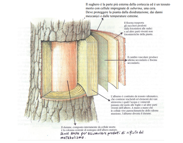 File allegato: