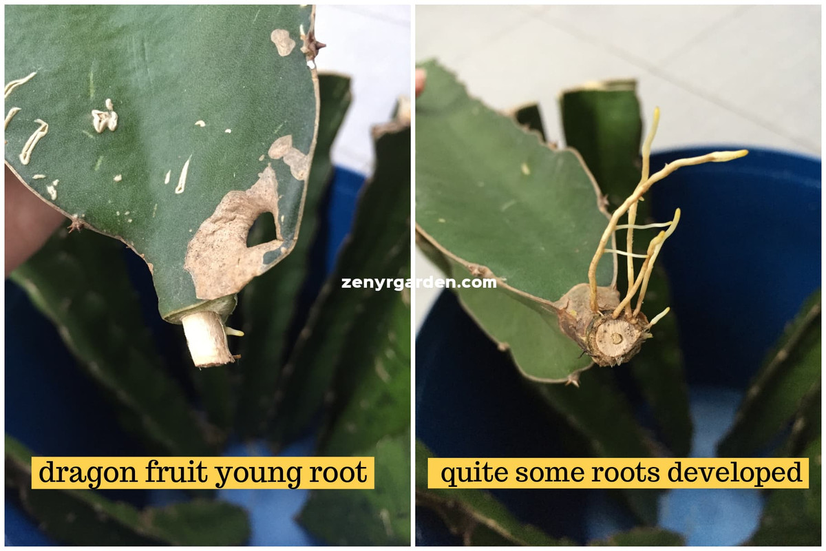 dragon-fruit-branch-young-root-development.jpg