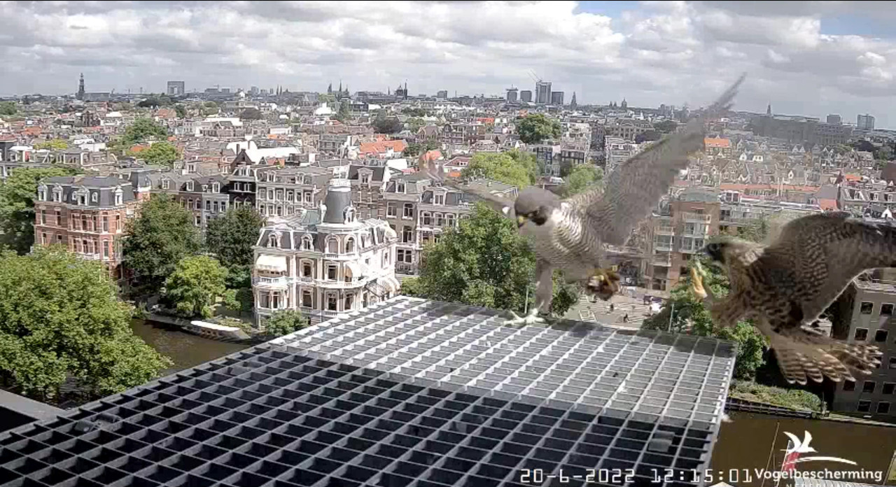 Amsterdam/Rijksmuseum screenshots © Beleef de Lente/Vogelbescherming Nederland - Pagina 30 Video-2022-06-20-121714-Moment-5