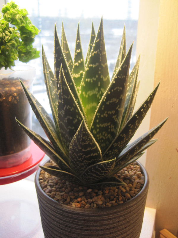 После пересадки под подсветкой