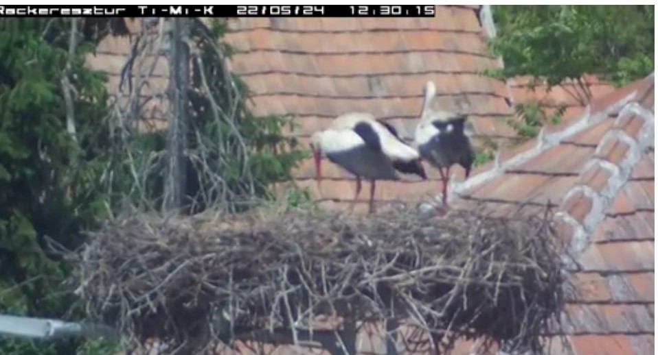 2022-05-24_123356Misi feláll