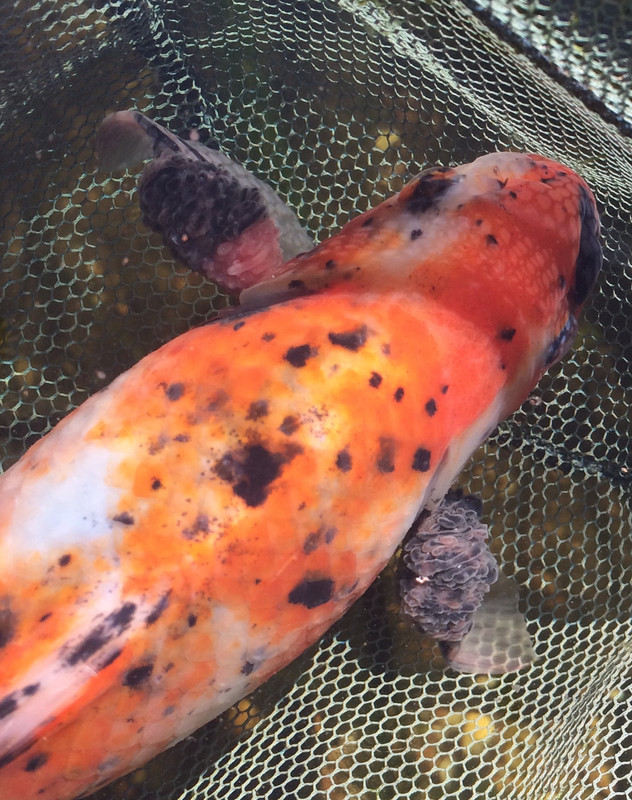 EE7BAAC1-1E5D-44E7-8AD4-D2C7DE4A2ED5