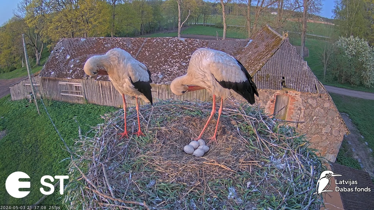 Baltie stārķi (Ciconia ciconia) Tukuma novadā - LDF tiešraide __ White storks in Tukums, Latvia 12-2