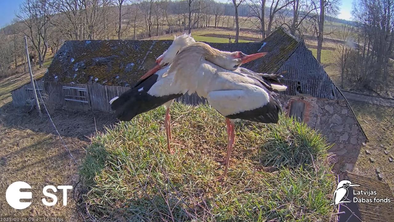 (20) Baltie stārķi (Ciconia ciconia) Tukuma novadā __ White storks in Tukums, Latvia - YouTube - 807