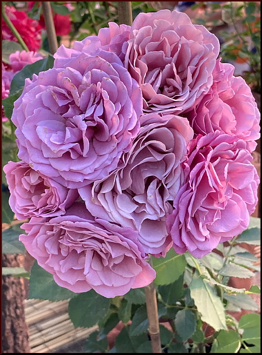https://i.postimg.cc/6pMjPLsF/41.jpg