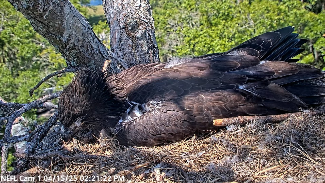 NEFL Cam 1 — tiešraidē Bald Eagle Cam 12-54-34 screenshot