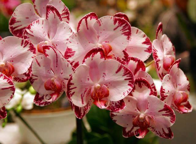 [Image: 13315401-874463856015431-1580165770027980665-n.jpg]