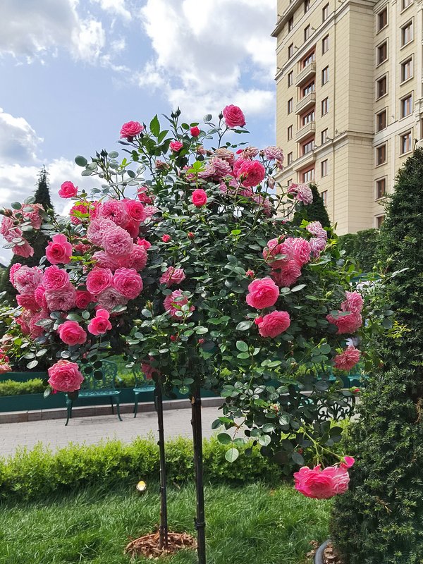 https://i.postimg.cc/6pNx0KLn/18-IMG-20250610-120515.jpg