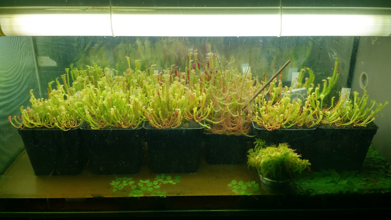 growing Sarracenia seedlings indoor The Sarracenia Forum