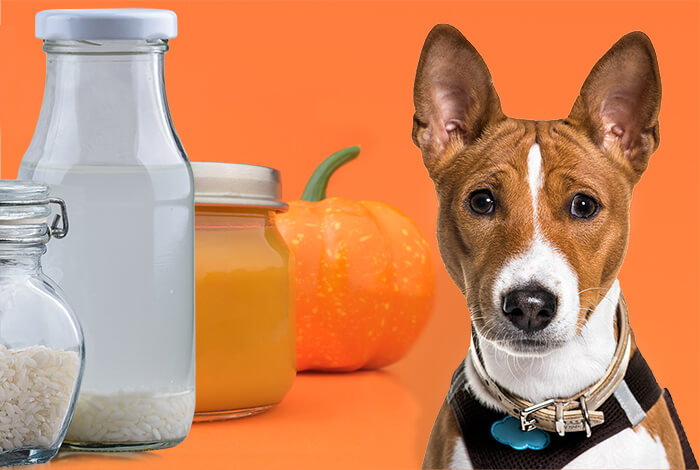 Diarrhoea In Dogs and Giving Medications & Natural Help