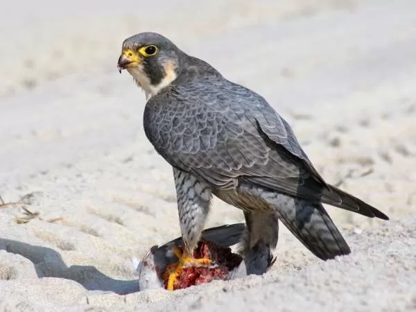 [Image: arctic-birds-12931-3-1708795770.webp]