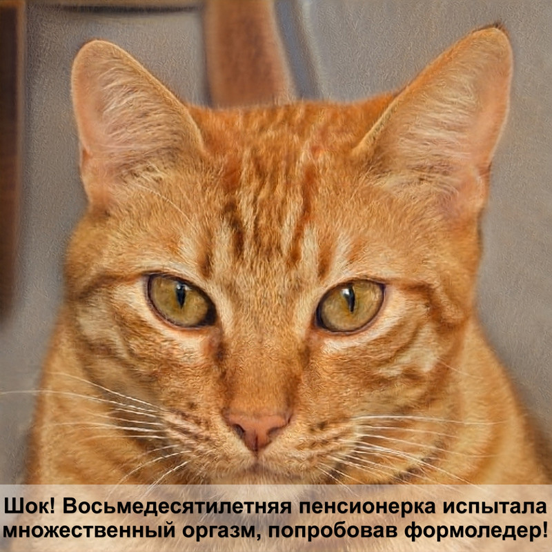 болезни кошек фото