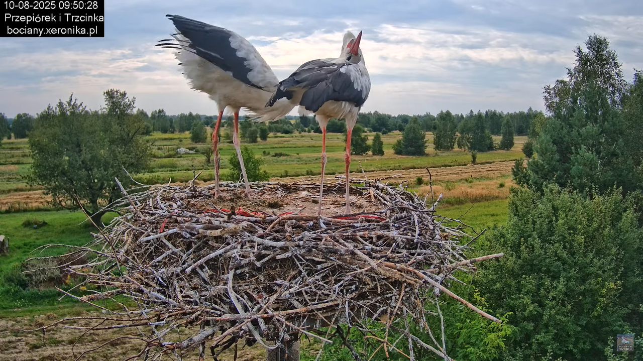 10082025bociany13