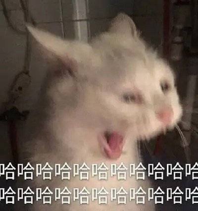 猫咪大笑 哈哈哈哈哈哈哈哈哈哈哈哈哈哈哈