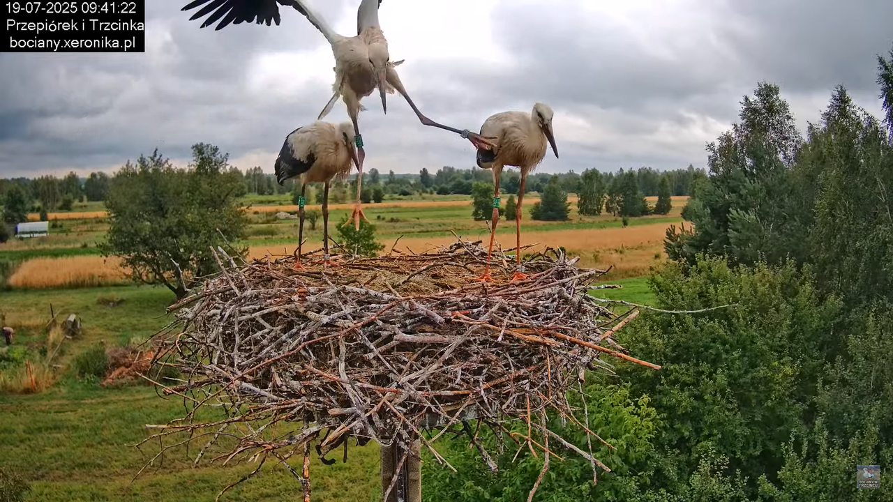 19072025bociany23
