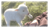 petting