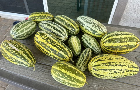 [Image: IMG-1445.jpg]