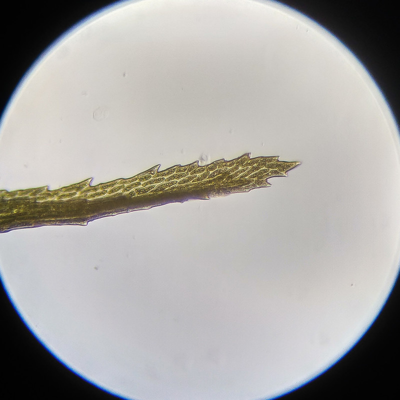 IMG 20250614 111846 HDR