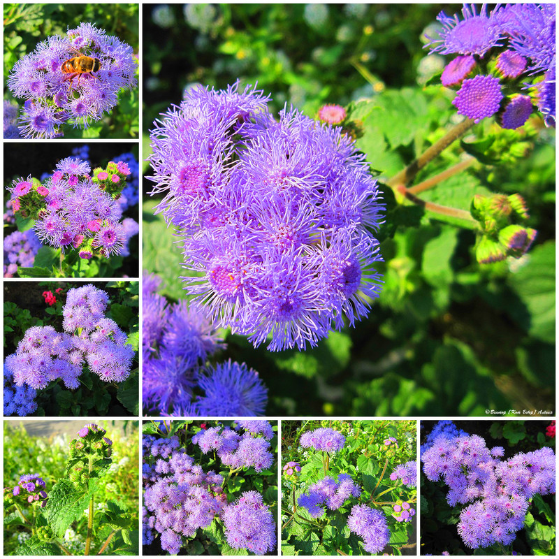 городские цветы7_edorig