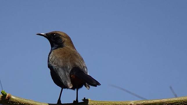 Ilustrasi burung murai India