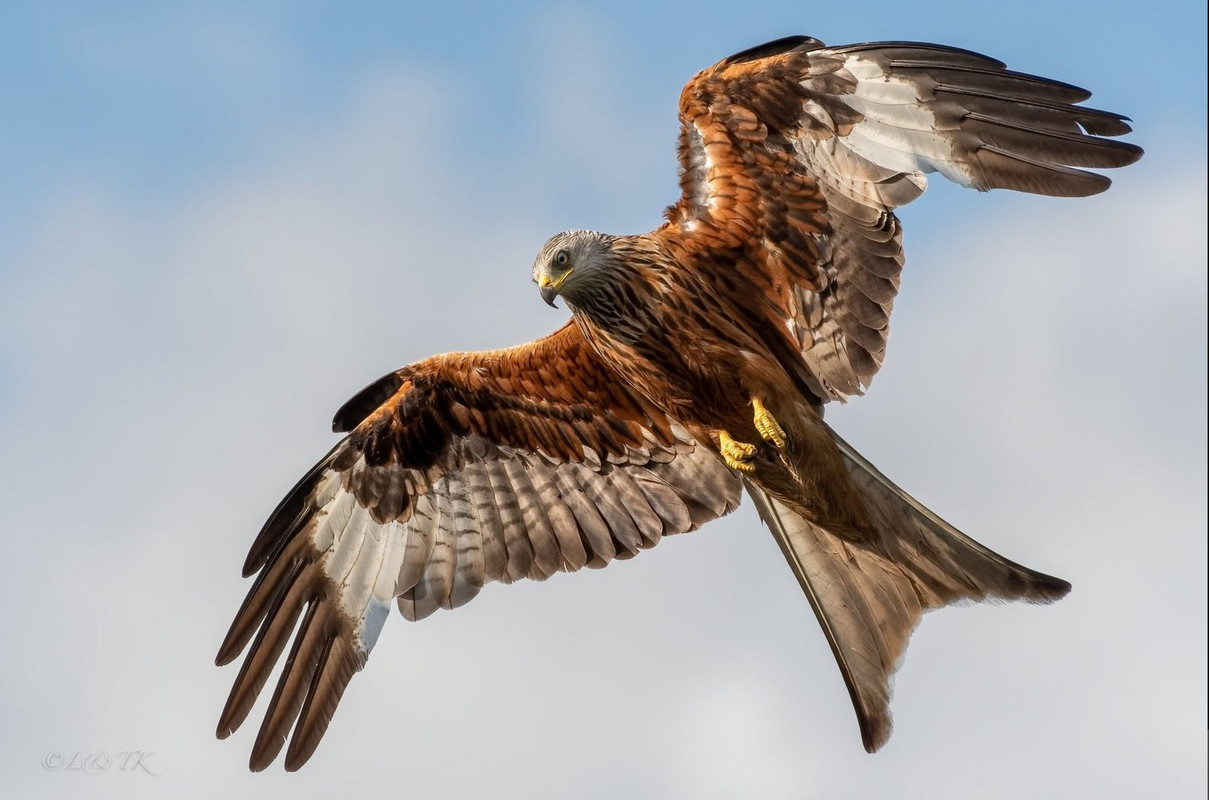brown-red-kite-dis.jpg