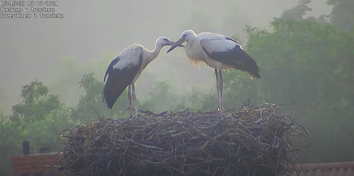 niemasztamczasempchly