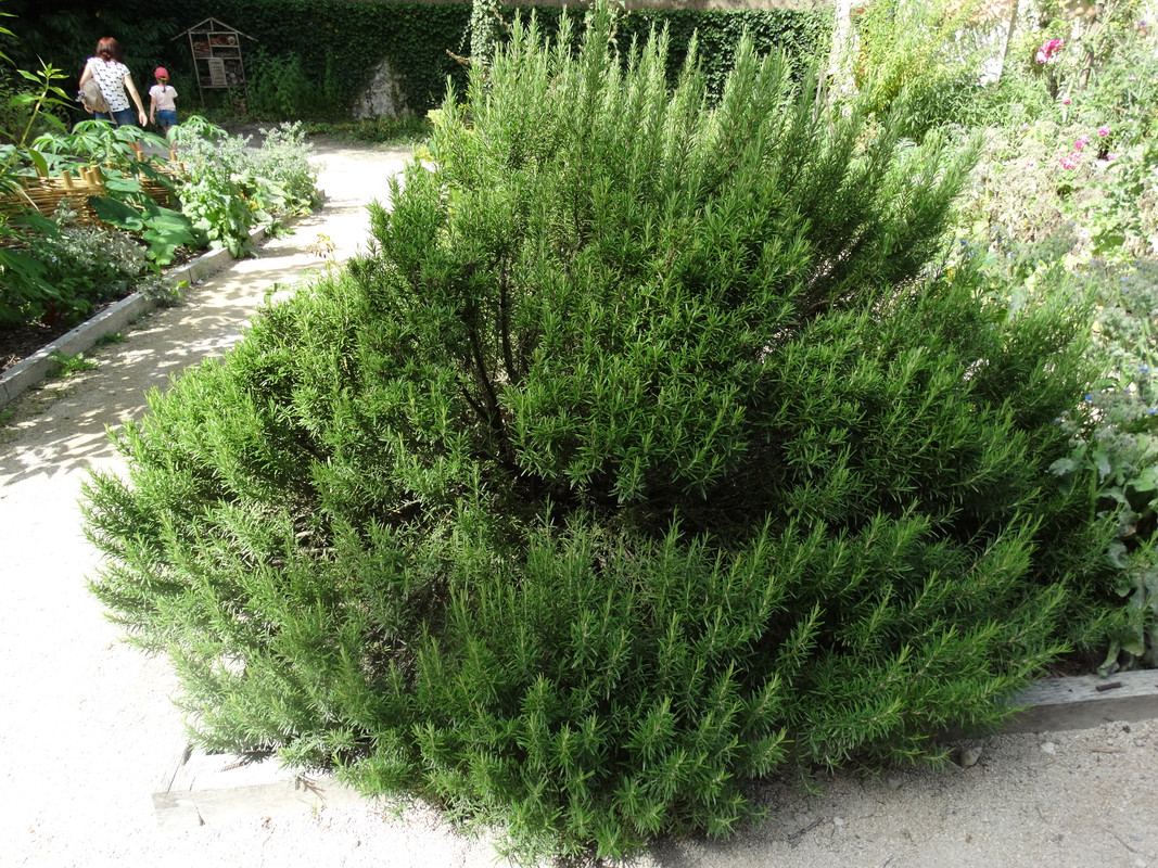 13.28 - DSC08964 (Czesio1)