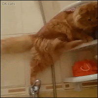 Hilarious-Cat-GIF-SPLASH-Suddenly-clumsy-ginger-cat-falls-into-bathtub-haha.gif