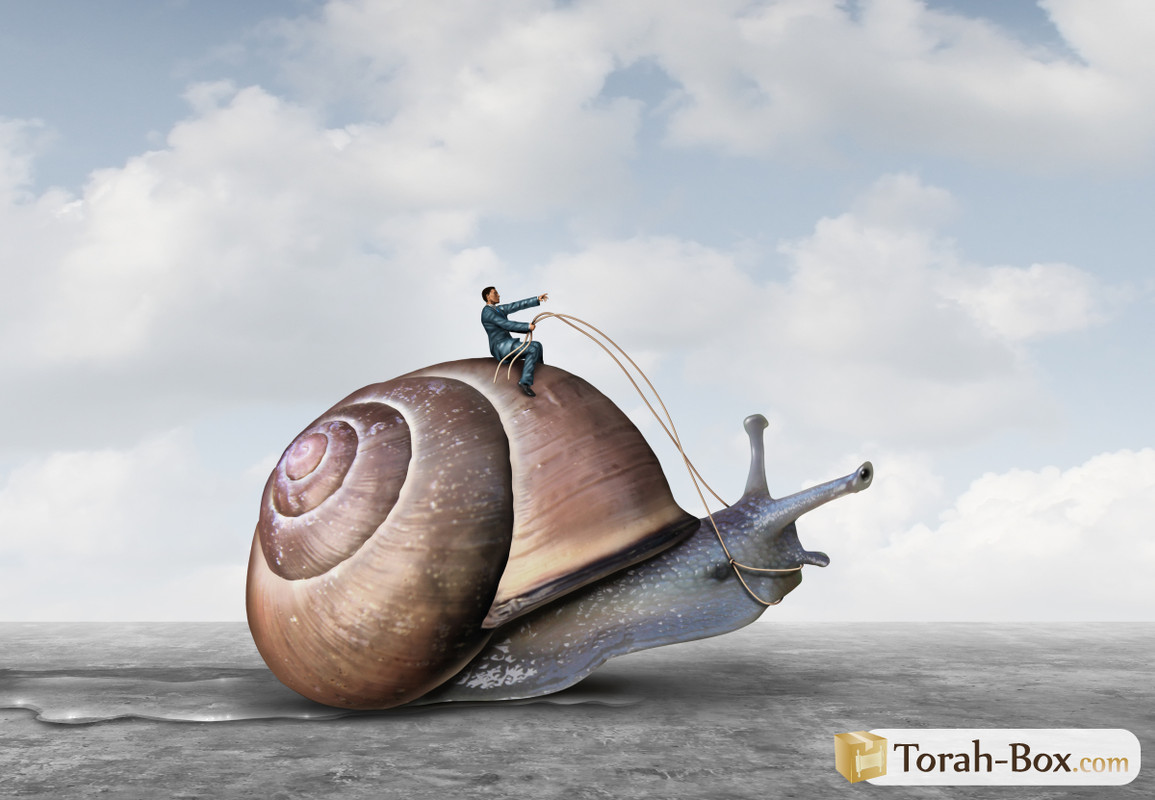 [Image: patience-tortue-tsav-6889.jpg]