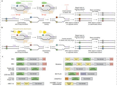 CRISPR-Cas-4.png