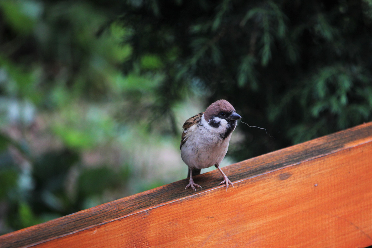 img-2481-postimages