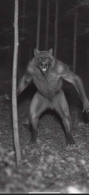 [Linked Image]