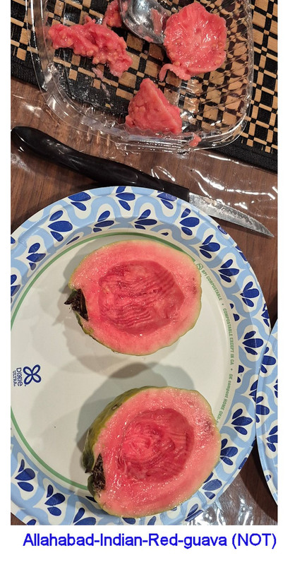 Allahaad India Red(Guava King) NOT pic405