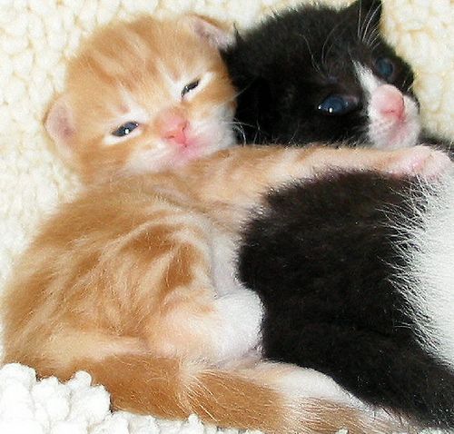 Cat 6