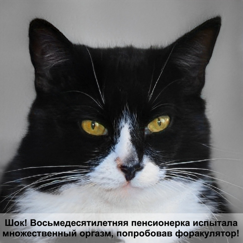 норвежская лесная кошка фото